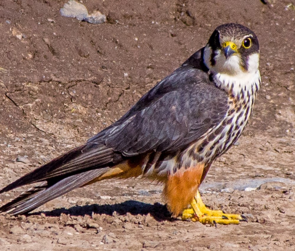 Taita falcon